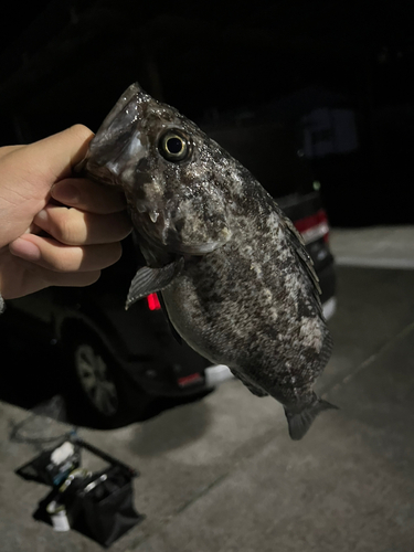 クロソイの釣果