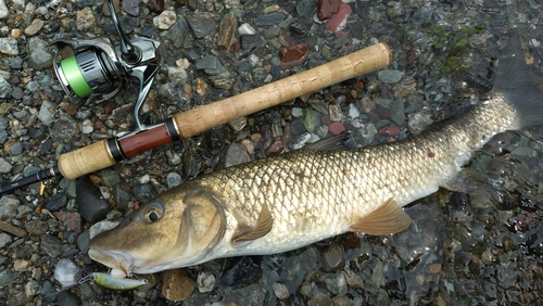 ニゴイの釣果