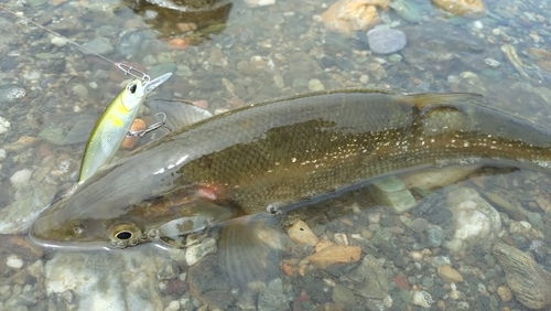 ウグイの釣果