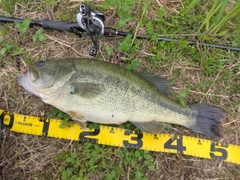 ブラックバスの釣果