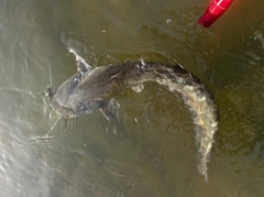 ナマズの釣果