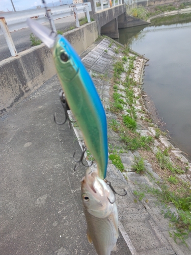 ハスの釣果