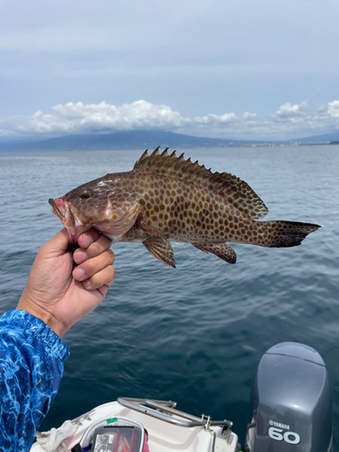 オオモンハタの釣果