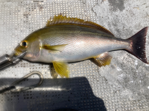 イサキの釣果