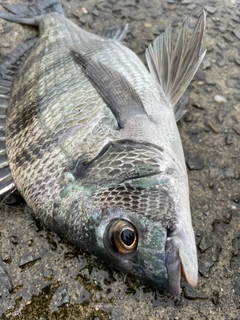 チヌの釣果