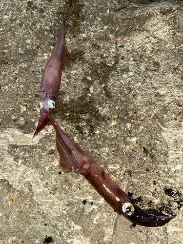 ヤリイカの釣果