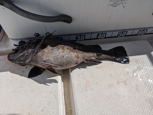 クロソイの釣果