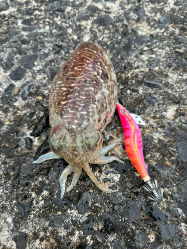 コウイカの釣果