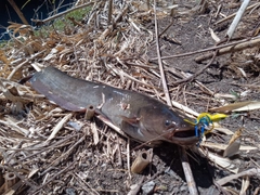 ナマズの釣果