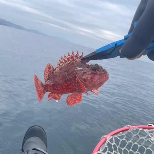 イズカサゴの釣果