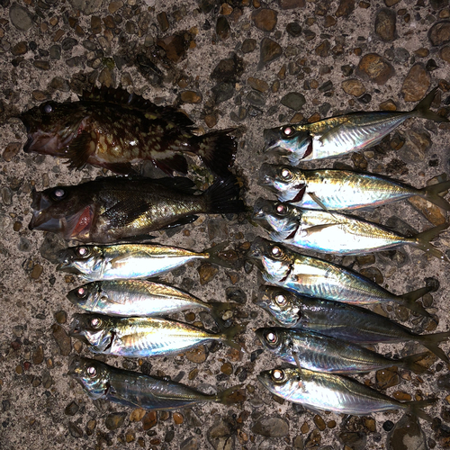 アジの釣果