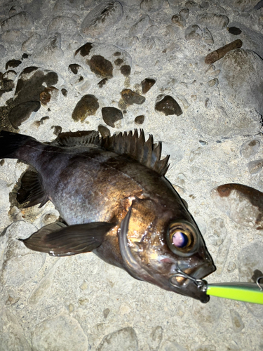 メバルの釣果