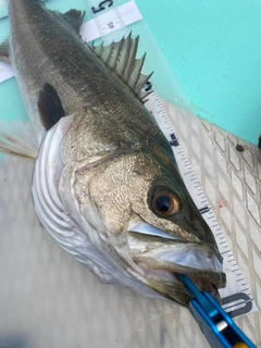 シーバスの釣果