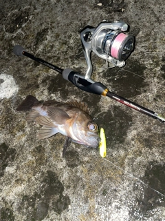 メバルの釣果