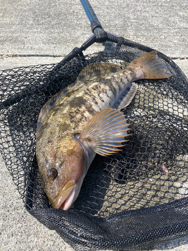 アイナメの釣果