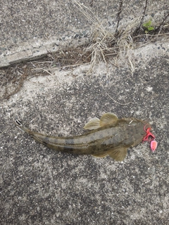 コチの釣果