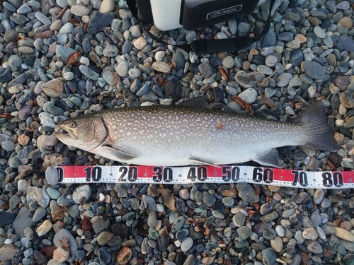 アメマスの釣果