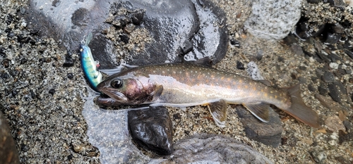 イワナの釣果