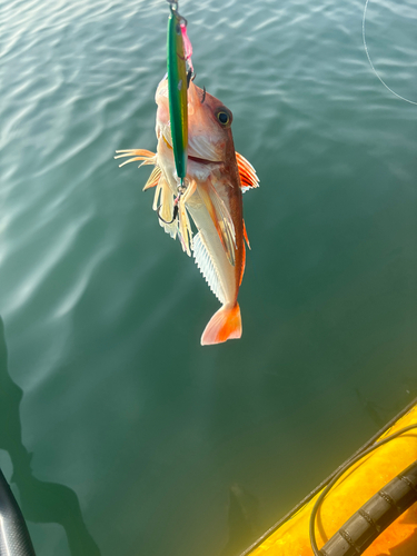 ホウボウの釣果