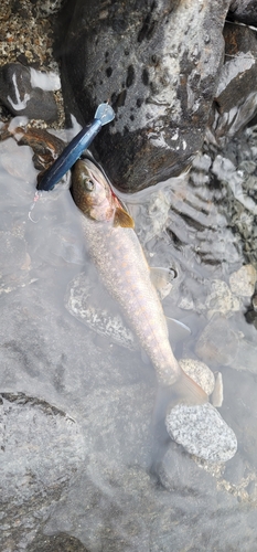 イワナの釣果