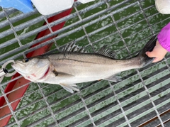 ハネ(マルスズキ)の釣果