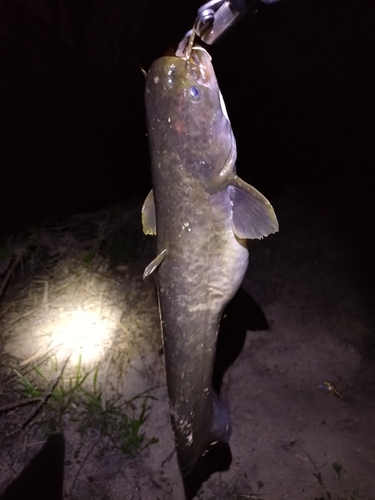 ナマズの釣果