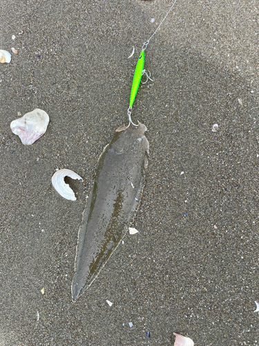 シタビラメの釣果