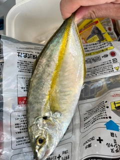 シマアジの釣果