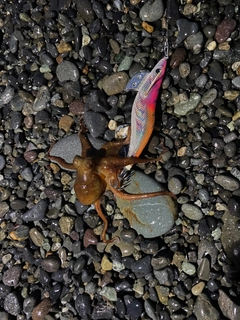 タコの釣果