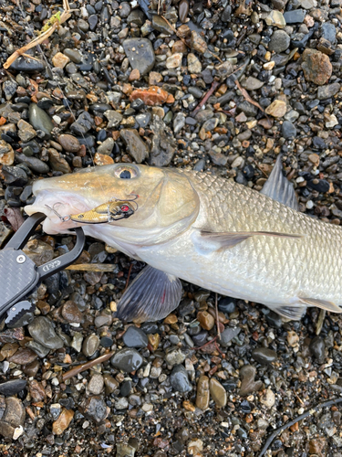 ニゴイの釣果