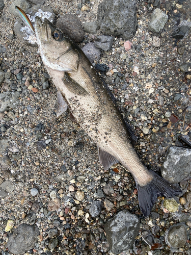 セイゴ（マルスズキ）の釣果