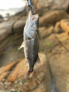 ハネ（マルスズキ）の釣果