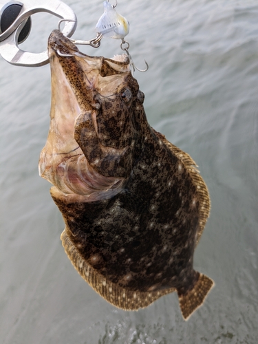 ヒラメの釣果