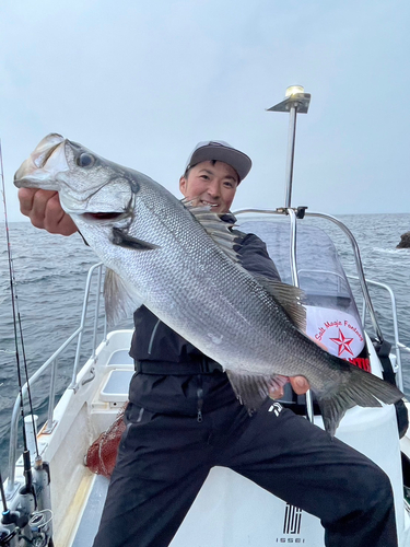 ヒラスズキの釣果