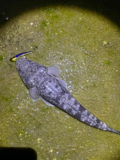 マゴチの釣果