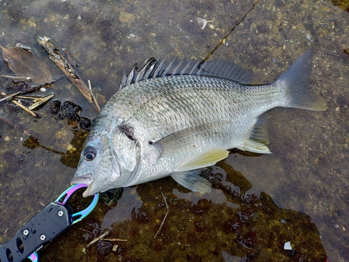 キチヌの釣果