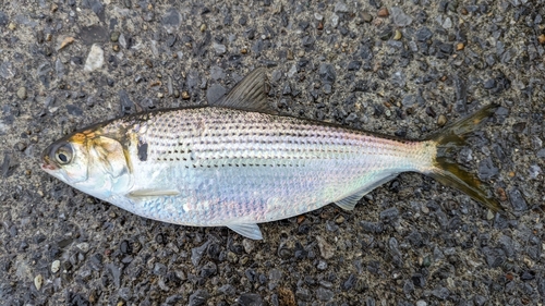 コノシロの釣果