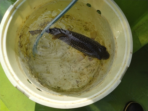 ショウサイフグの釣果