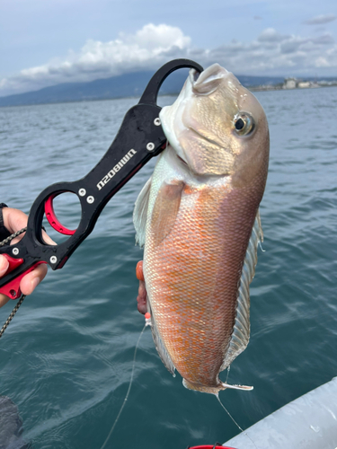 シロアマダイの釣果