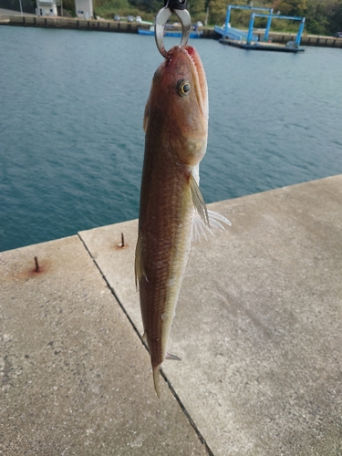 エソの釣果