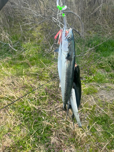 サゴシの釣果