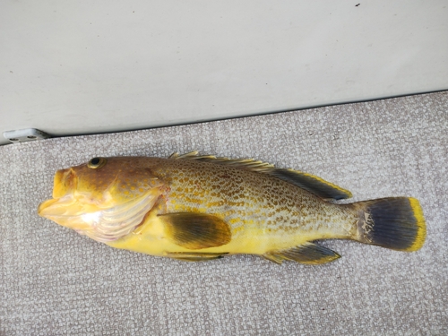 アオナの釣果