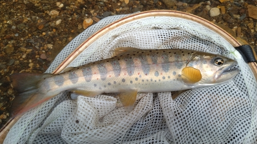 アマゴの釣果