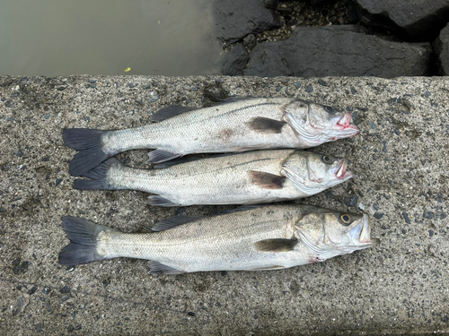 スズキの釣果