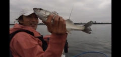 スズキの釣果