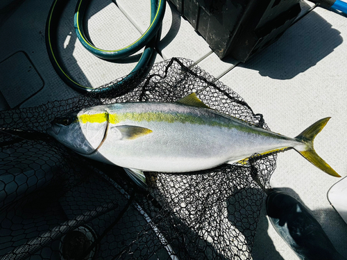 ブリの釣果