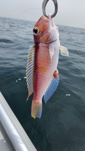 アマダイの釣果