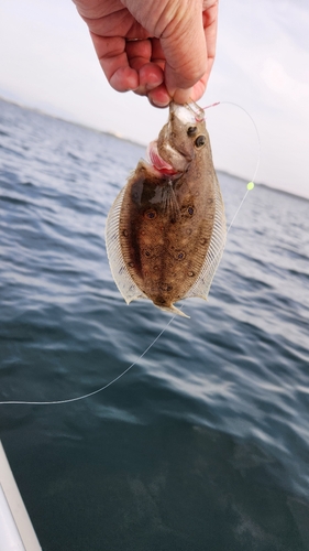 ガンゾウビラメの釣果