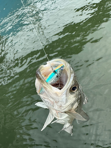 スズキの釣果