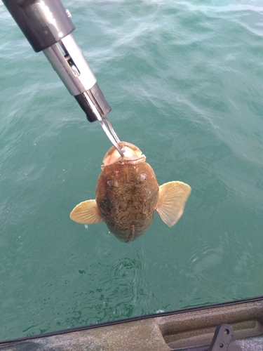 マゴチの釣果